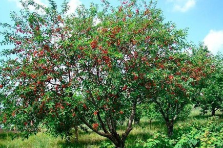 Что нужно знать о вишне Стойкой: особенности и преимущества