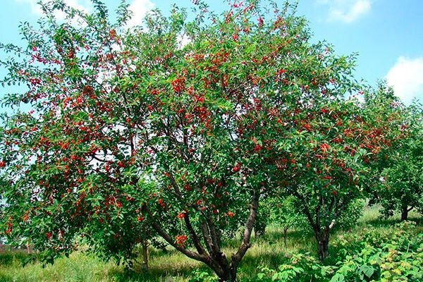 Что нужно знать о вишне Стойкой: особенности и преимущества