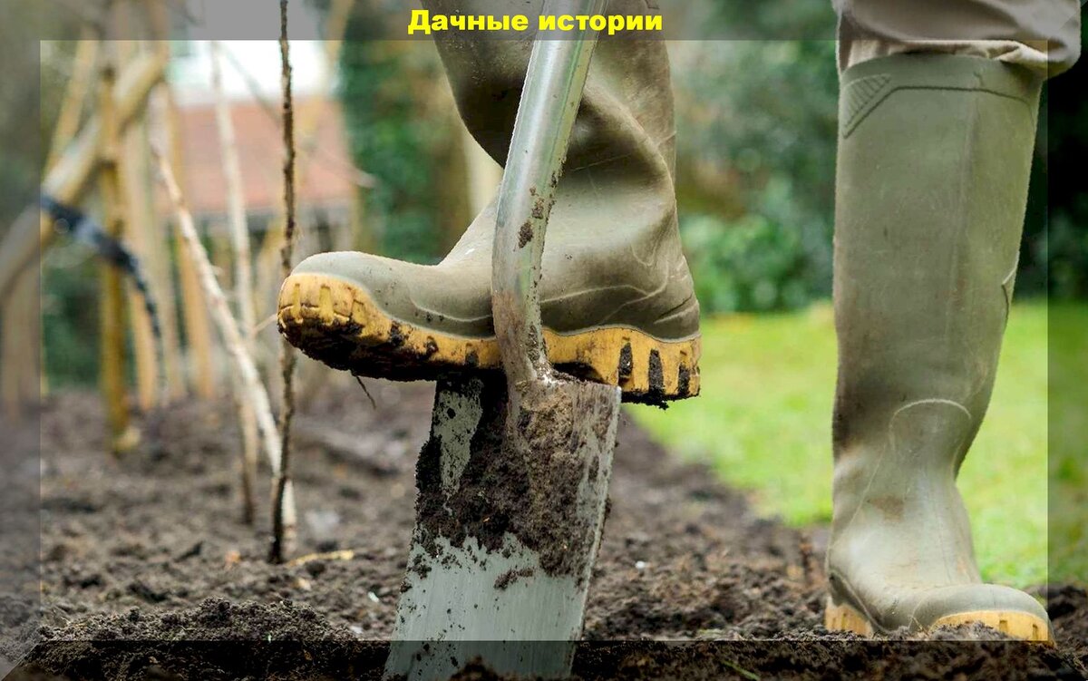 Огород без перекопки: неожиданные плюсы и минусы