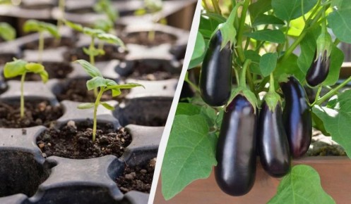 ����� ������� ��������� �� �������: �������� ������ ���� � �������