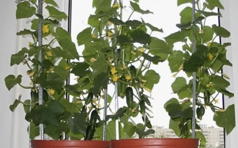 ��� ��������� ������� ������ �� ����������� �����