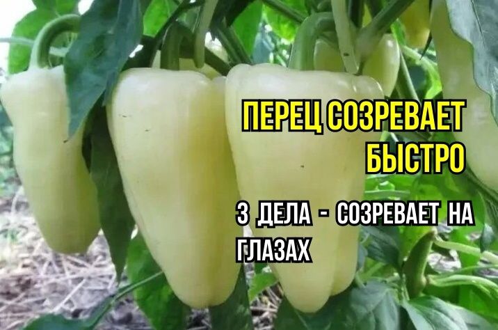 ��� ������� �������� ���������� �����: ������ ��������������