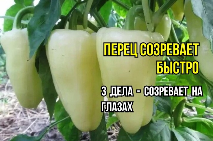 Три секрета быстрого созревания перца: советы профессионалов