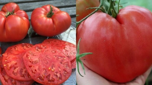 ��� �������� ������ ����������� ������ ������: �������� ������