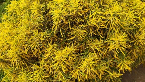 ��������� ������ ��������: ���������� ��������, ������� �����������