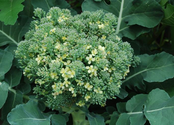 Выращивание брокколи: секреты и нюансы