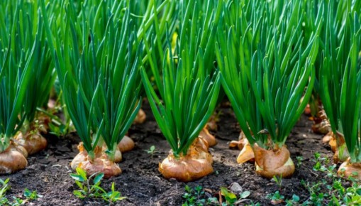 ��� ������ ��������� ���� ����: ����������� ������ � ������ �������