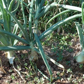 ��� ��� � ������� ������� ��������� ��������� �� ����� �������