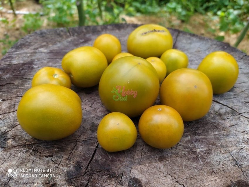 Томат Лайм Грин Салат: зелёный экспромт с фруктовым характером для салатов