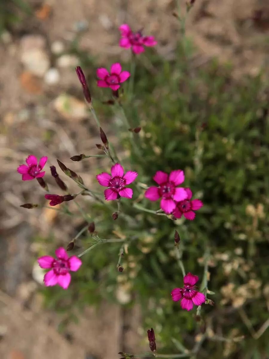 Гвоздика травянка: идеальный выбор для вашего солнечного цветника