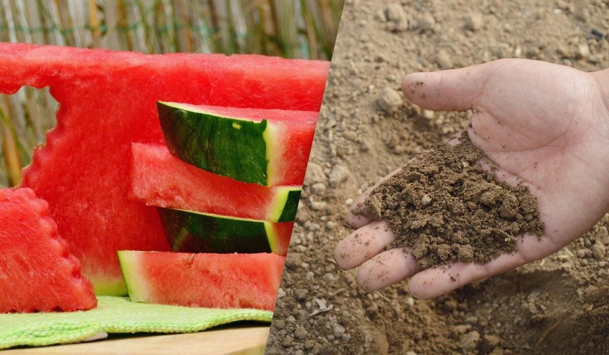 Не выбрасывайте арбузные корки: как они могут стать настоящим сокровищем для вашего огорода
