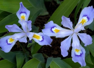 10 великолепных первоцветов для освежения вашего сада