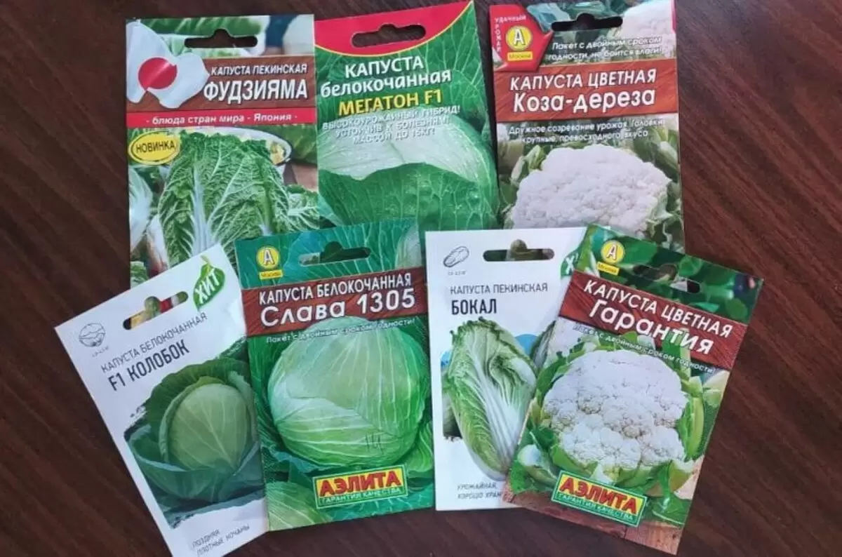 Капуста в вашем огороде: когда и как правильно сажать разные сорта