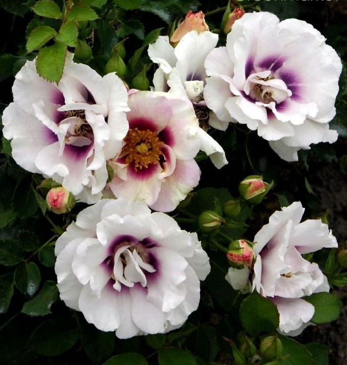 ���������� �����: ��������� ��� rose Babylon Eyes