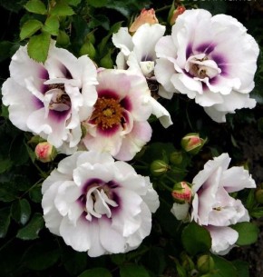 Очарование серий: открываем мир rose Babylon Eyes