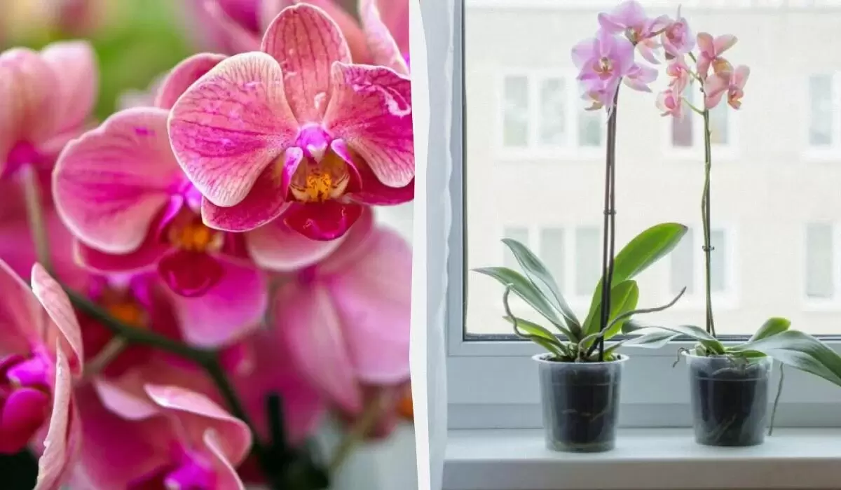 Как привнести жизнь в орхидеи: секретный домашний рецепт для великолепного цветения