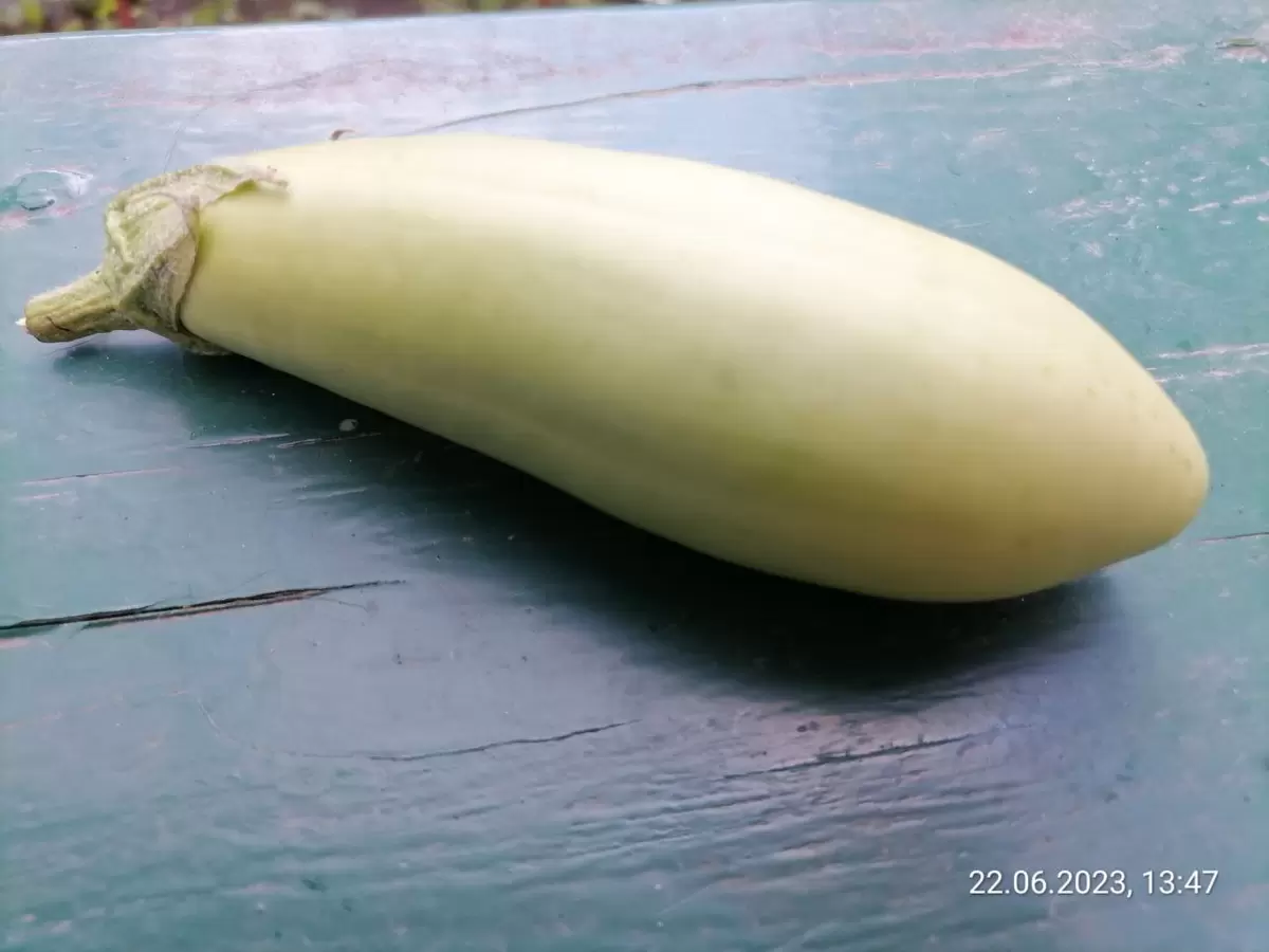 Первое лето урожая: как готовим заготовки на зиму