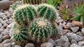 Эхинокактус: идеальный кактус для начинающих