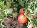 Секрет сладких помидоров: какие удобрения действительно работают