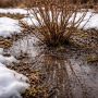 Талые воды: как они влияют на здоровье кустарников