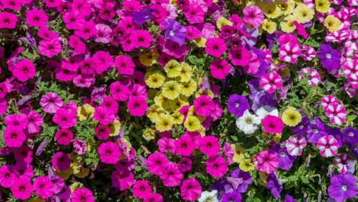 ��� ��������� �� �������� � ������� ��� ������ ��������