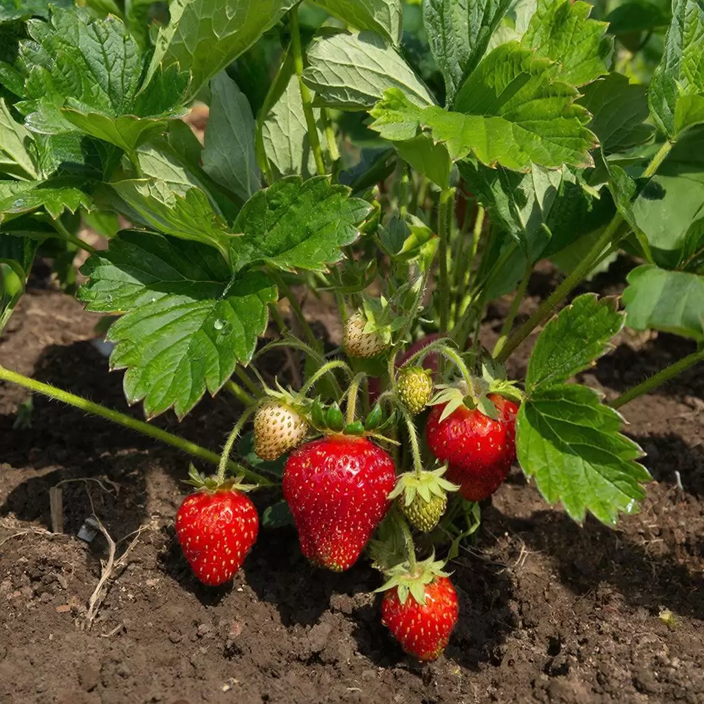 Клубника для ленивых: как добиться богатого урожая без лишних усилий