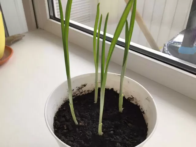 Как спасти проросший чеснок и вырастить зелень на подоконнике