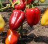 Перец Стопудовый: идеальный выбор для вашего огорода