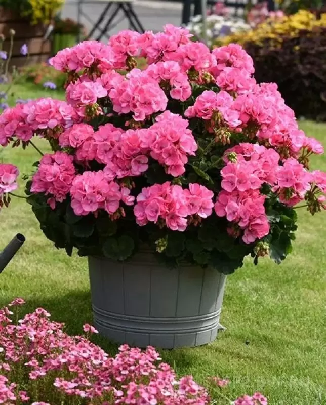 Как вернуть пеларгонию к жизни после зимы: простые шаги для идеального цветения