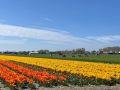 Тюльпановая сказка: как голландские поля преображают весну
