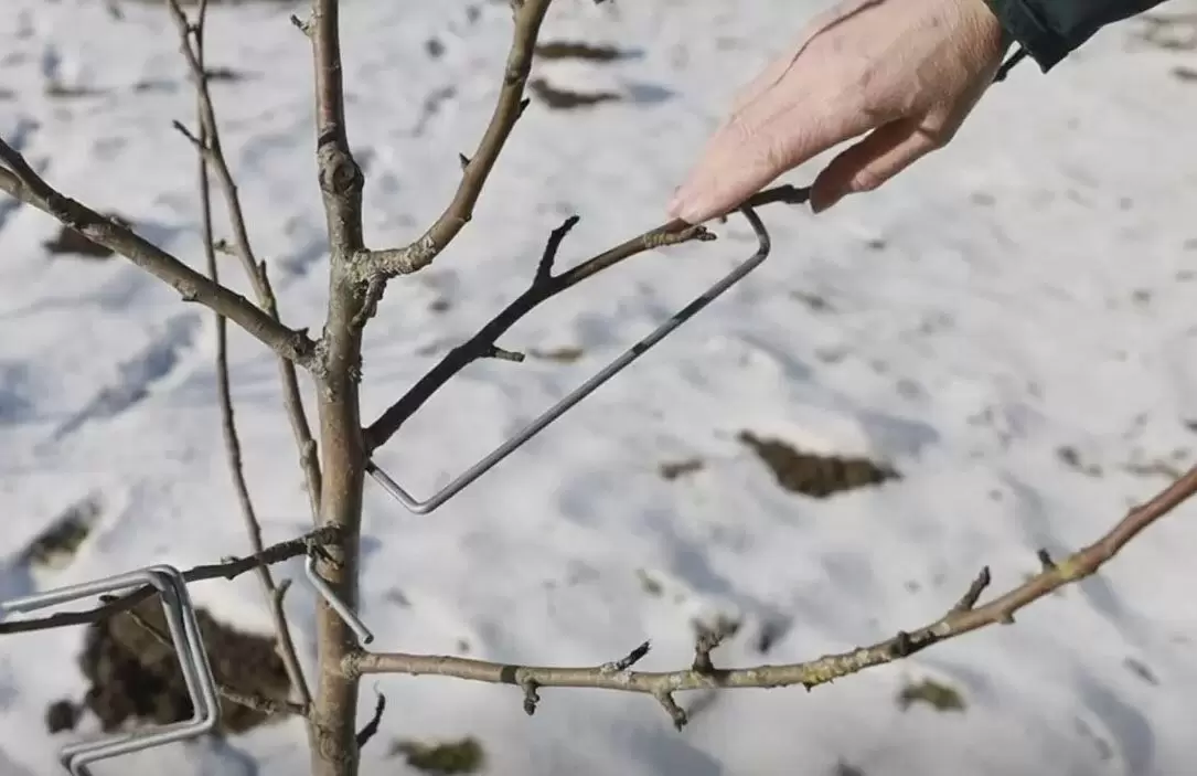 Метод отклонения ветвей: формируем деревья без обрезки