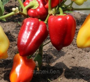 ����� ����������: ��������� ����� ��� ������ �������