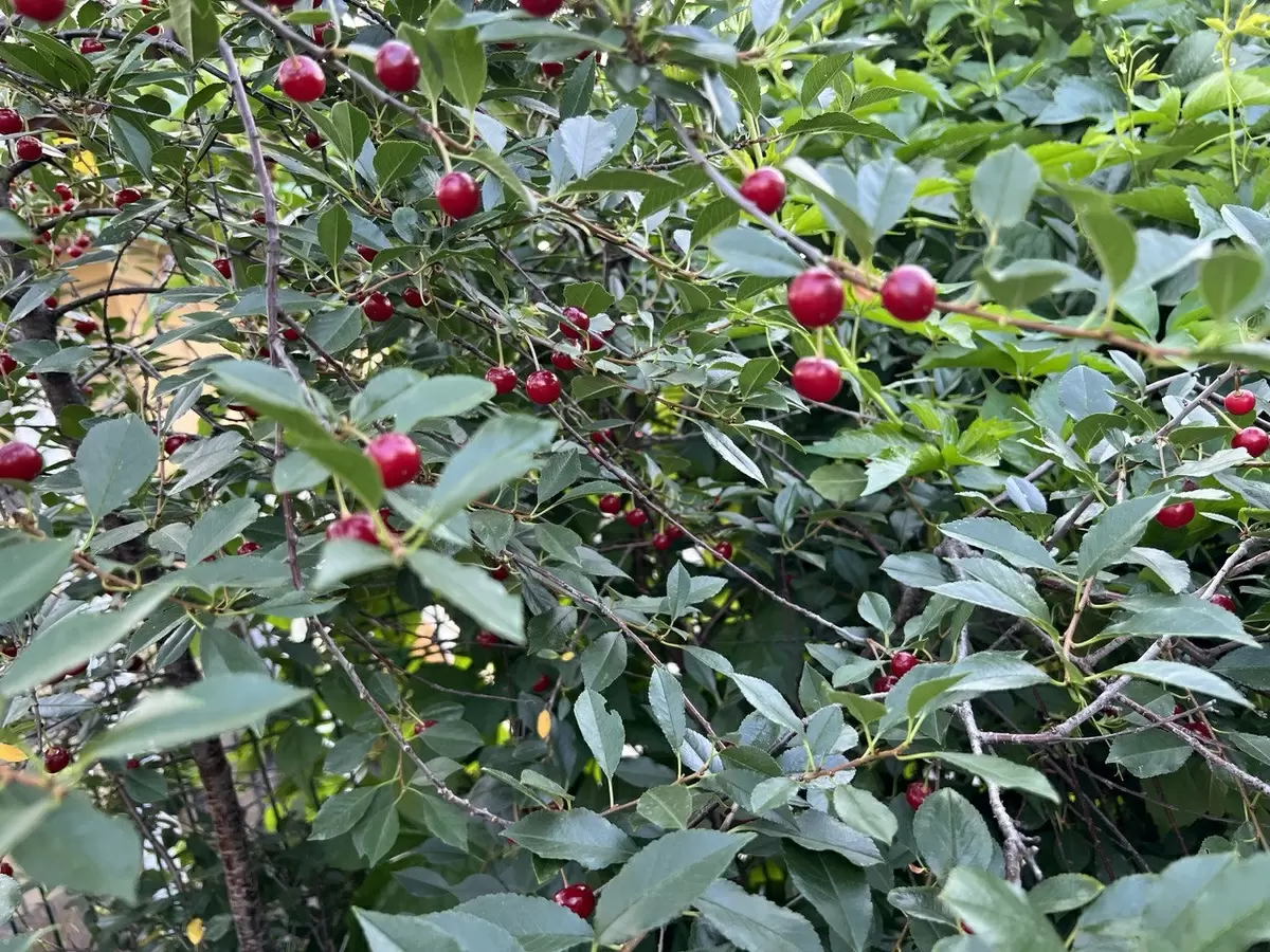 Ягодные кустарники: что стоит посадить в саду