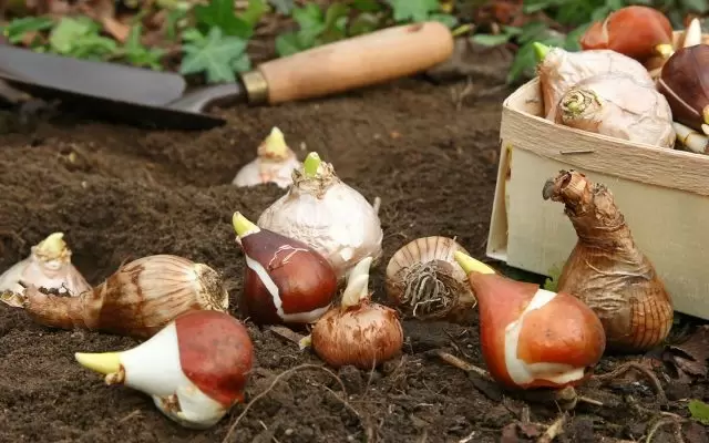 Как спасти забытые луковичные и правильно их посадить весной