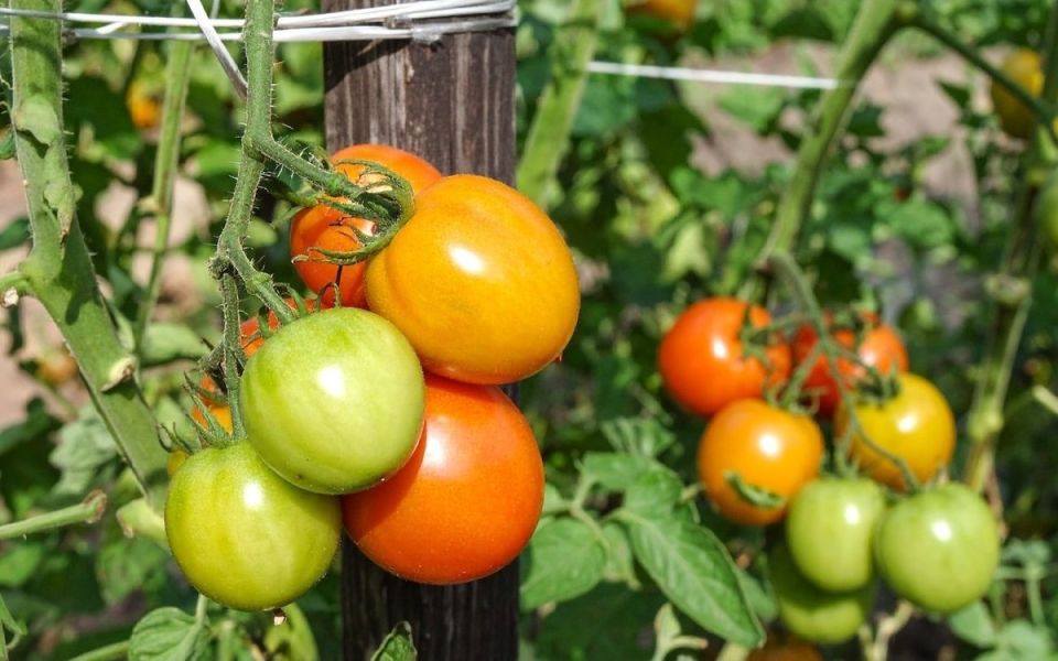 ��� �������� �������� ����� ������ � �������: ������� ������