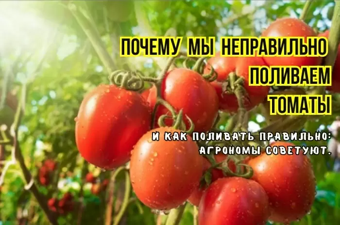 Тайны полива томатов: как избежать распространенных ошибок и увеличить урожай