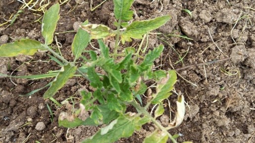 ��� ������ �������� ������: ���� ���������� � ������ �� ����������� �������������