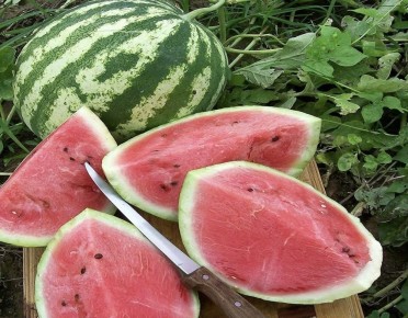 Как выбрать идеальный арбуз: советы для безопасной покупки