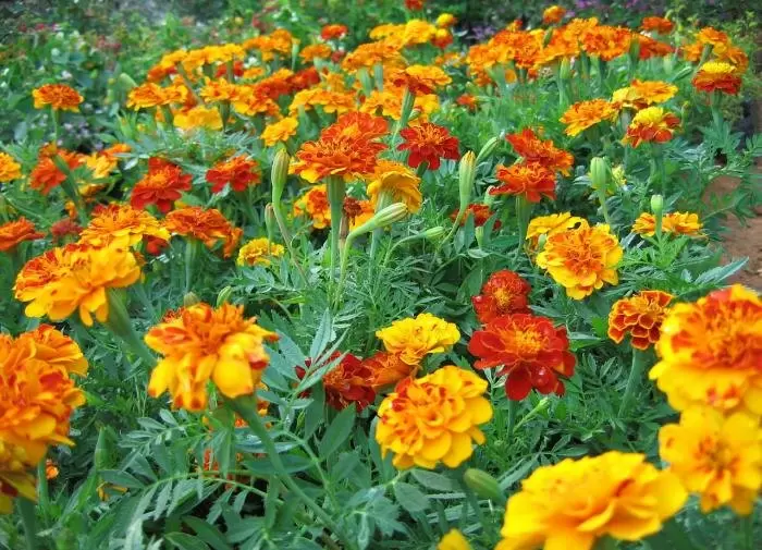 Секреты сбора семян бархатцев: как сохранить красоту на следующий год