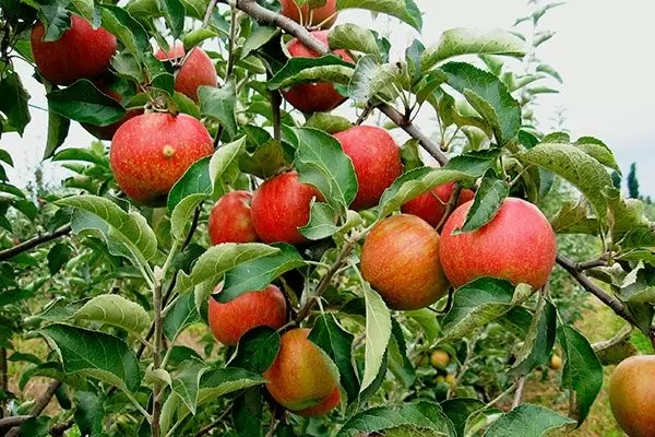 Яблоня Чемпион: секреты успешного выращивания и хранения огненных яблок