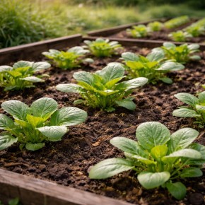 ������ ���������� ������������ �� ������������ �����