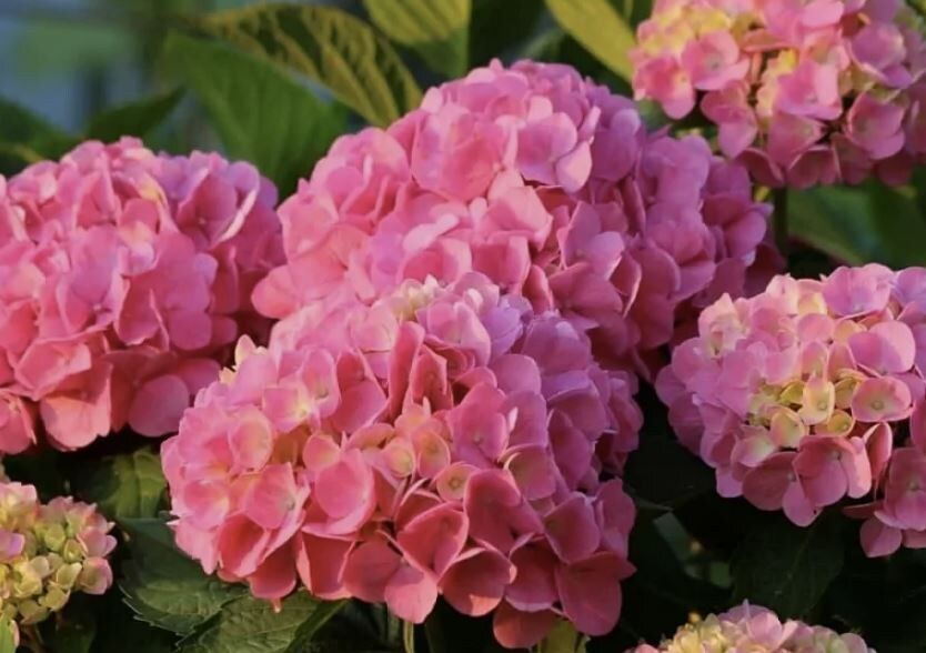 ���������: ������� ��������� ����������� ��������� � ����