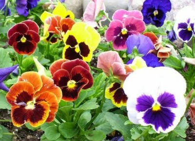 �������� �������� ������: �������� �������� � ���� �� ���� � ������ ����