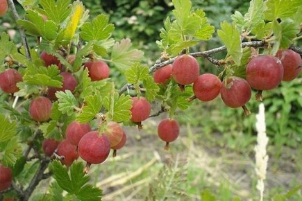 ��������� �����: ���������� � ������� ����� ��� ������� ����