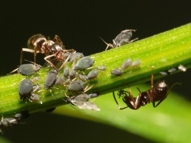 ��� �������� ����� ������ � ������ � ���������: ������� ��������� ������ ������