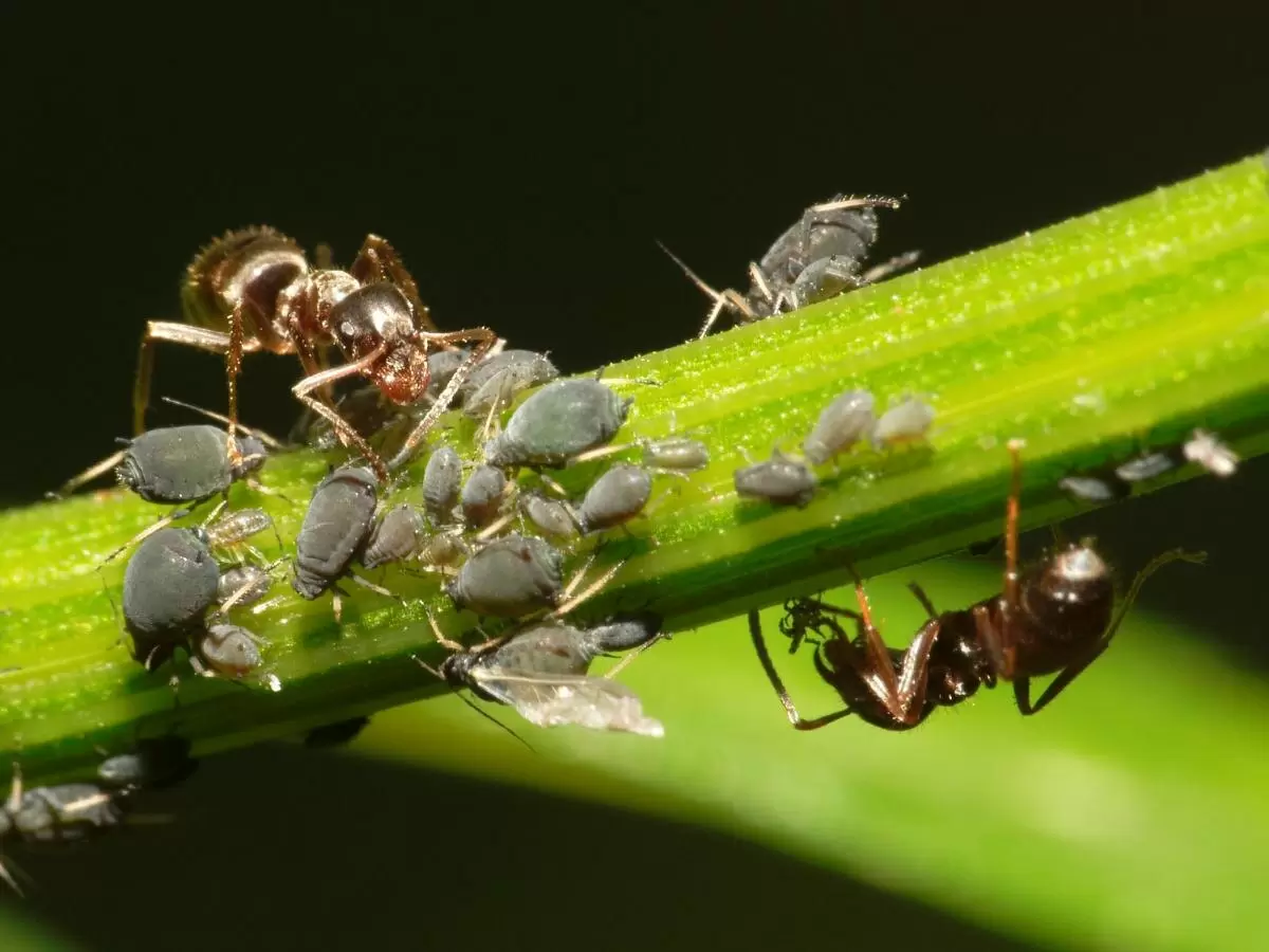 Как растения могут помочь в борьбе с муравьями: зеленые защитники вашего урожая