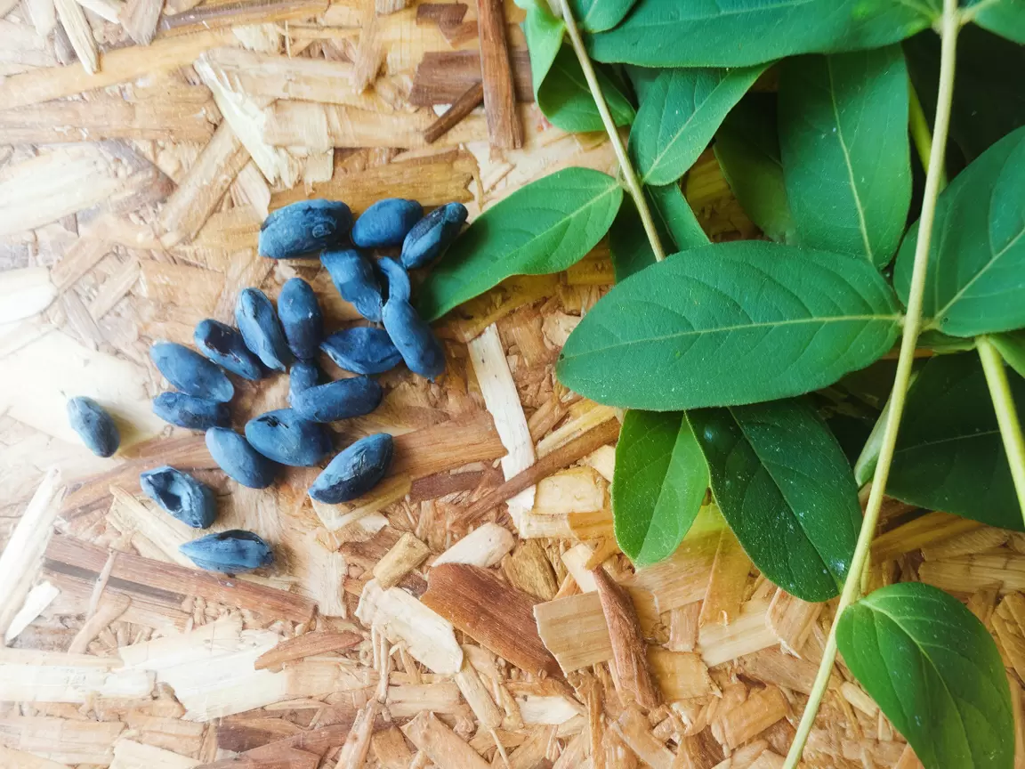 Зачем жимолость стоит посадить в вашем саду