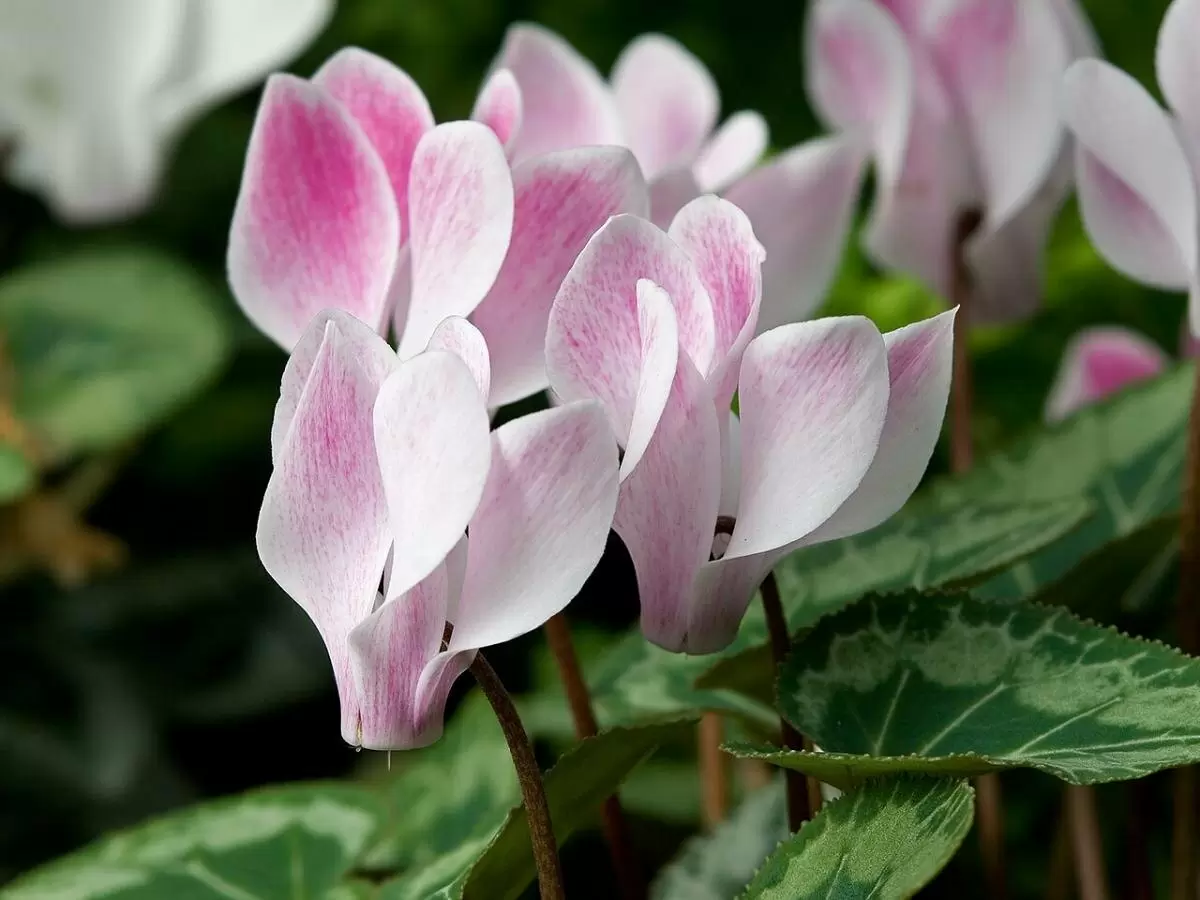 Персидский цикламен: зимний цветок, который оживляет ваш дом