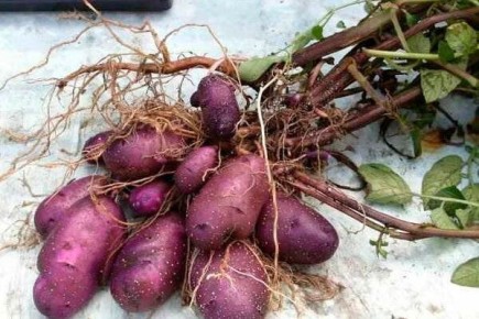 Картофель Голубой Дунай: секреты успешного выращивания и подбора