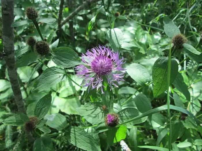 Необычный василёк фригийский: секреты и особенности